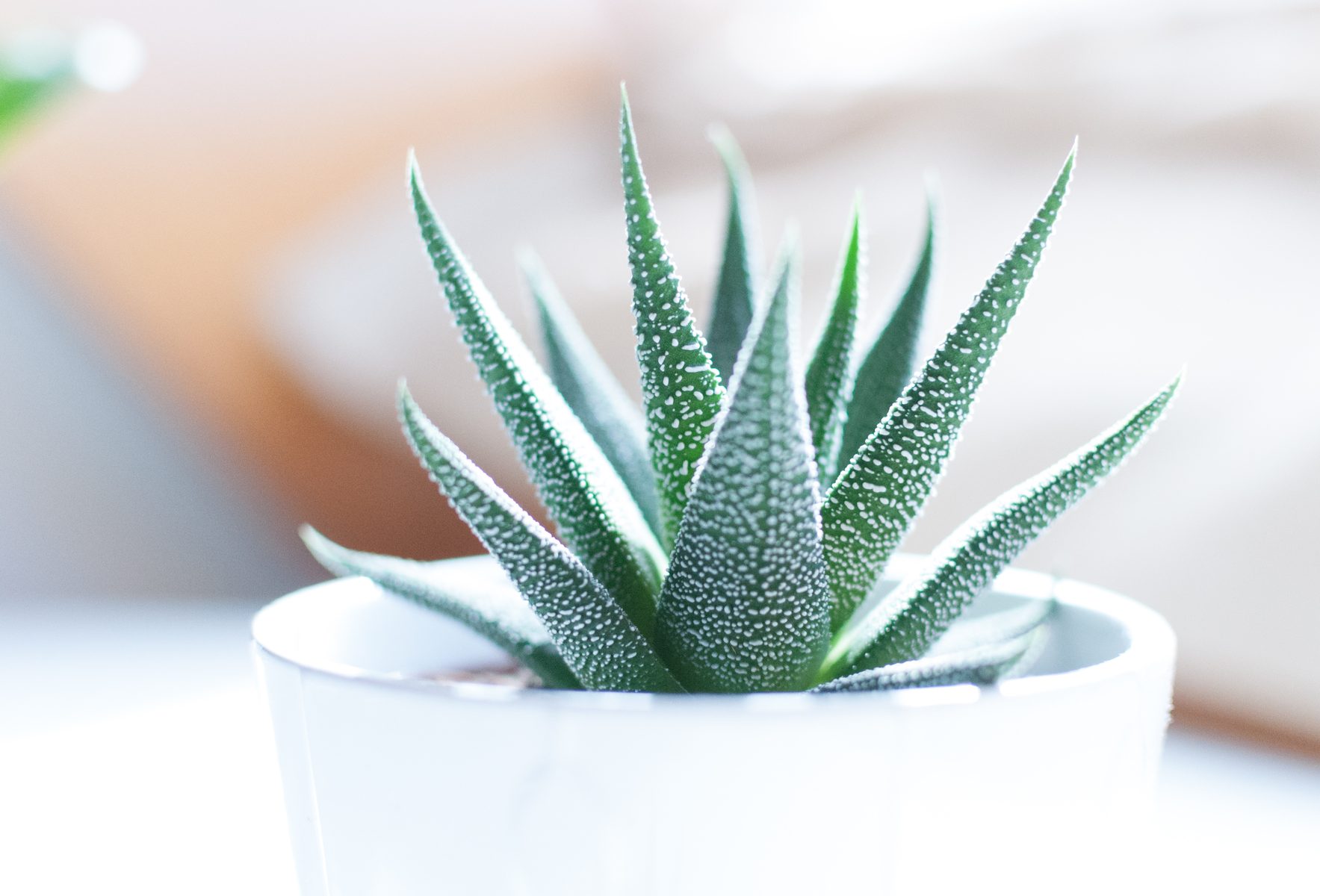 Cropped Plant White Leaf Flower Pot Green 1396607 Pxhere Com 2